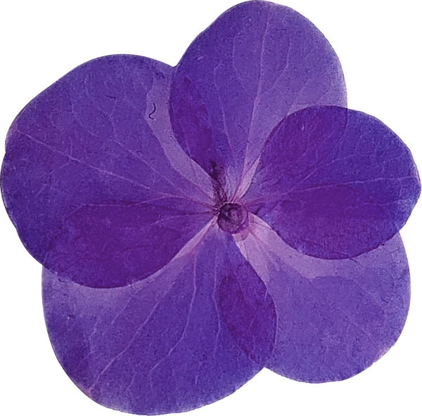 Purple Pressed Flower