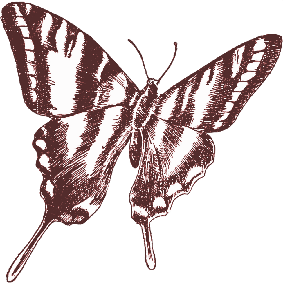 Vintage Swallowtail Butterfly Illustration 